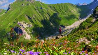 Blühende Almwiesen mit violetten und roten Blumen vor der imposanten Bergkulisse der Alp Lawena in Liechtenstein – ein Paradies für Wanderer im Sommer.