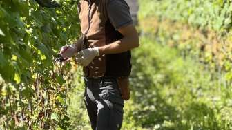 Weinlounge Erlebnisweingut Burkhart