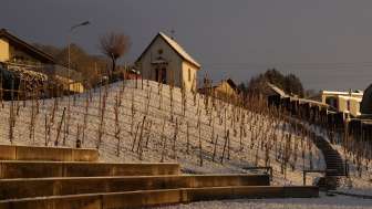 Rebberg im Schnee