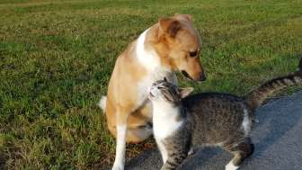 Hund und Katz