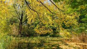 Bunte Herbststimmung am Teich im Naturpark Haberfeld mit gelbem Laub und ruhiger Wasseroberfläche.