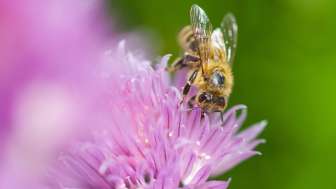 Bienenlehrpfad Vaduz