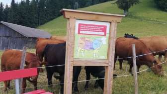 Posten Mutterkuh