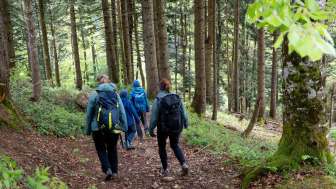 Waldweg