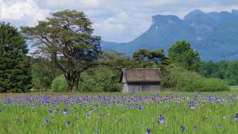 Wiese mit Schwertlilien im Ruggeller Riet