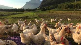 Adanks kleine Farm