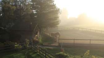 Morgennebel Sommer