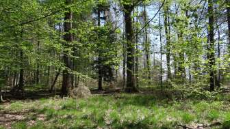 Auf in den Wald!