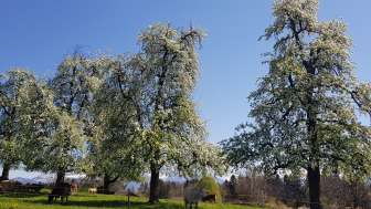 Bäume