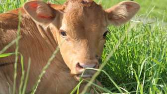 liegendes Kalb