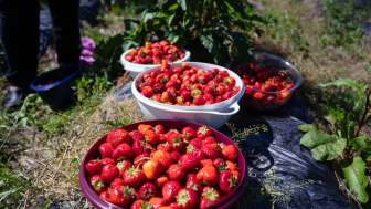 Frisch gepflückte Erdbeeren in großen Schalen auf dem Feld des Bangshof – saisonale Fruchtvielfalt aus eigenem Anbau.