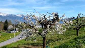 Kirschbaum