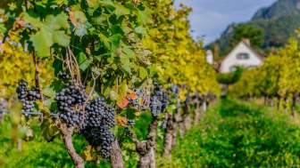 Rebstöcke mit reifen dunklen Trauben in einem Weinberg der Hofkellerei in Liechtenstein