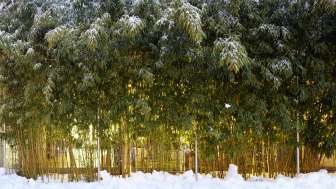 Winter-Bambus
