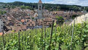 Stadtreben © Schaffhauserland Tourismus