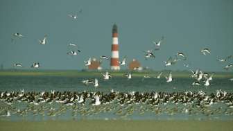 Vögel und Landschaften am Wattenmeer Nordfriesland