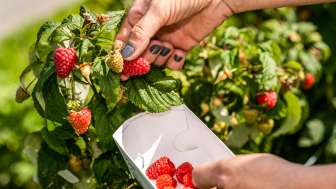 Frisch gepflückte Erdbeeren direkt vom Strauch am Neufeldhof – saisonale Früchte zum Selbstpflücken in Liechtenstein.