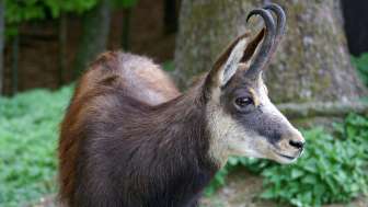 Wildpark Peter und Paul, St. Gallen.