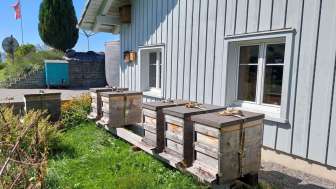 Bienenmagazin