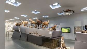 Naturkundliche Ausstellung im Liechtensteinischen LandesMuseum
