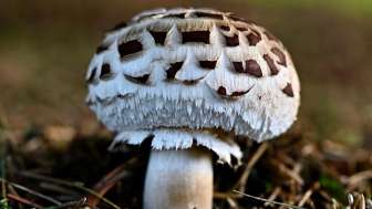 Herbst
