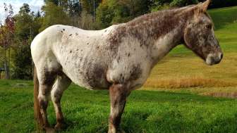 Pferd