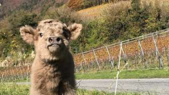 Adanks kleine Farm
