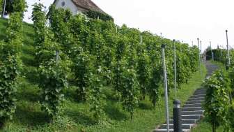 Rebberg mit Treppenaufgang