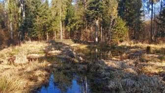 Sümpfe, Eichen, Feuersalamander - Lebensraum Spitzwiesen