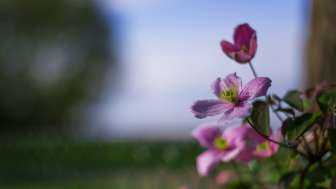 Clematis