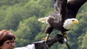 Greifvogelpark Flugshow