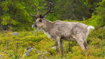 Live-Vortrag: Schweden