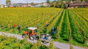 Arbeiter bei der Weinlese in den Weinbergen der Hofkellerei