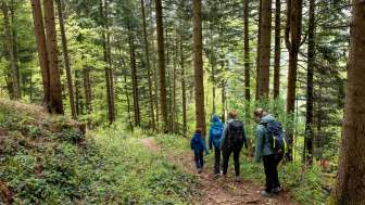Wald oberhalb Altschwand Carina