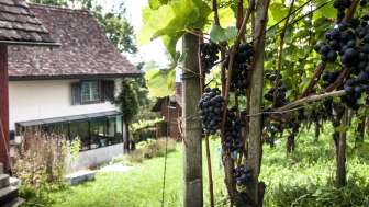 Weinfelden_Weinlese_Broger_Wein