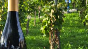 Bildstöckli Wein