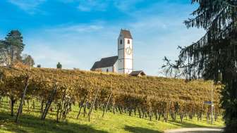 Hallau_Reben_Kirche_Herbst