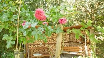 SH_Rosen_Grün_Garten_Holz_Sommer