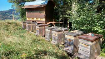Bienenmagazin