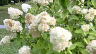 FLORA 2027