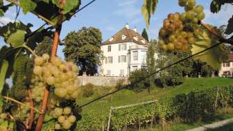 Weingut Arenenberg