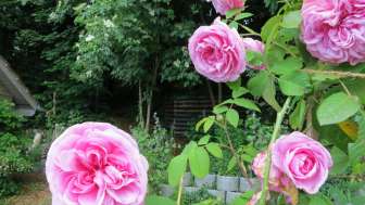 Rosengarten