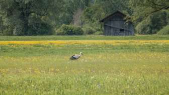 Storch inmitten blühender Wiese im Ruggeller Riet