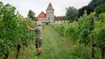 Weinbauer Harry Zech bei der Arbeit im Weinberg vor der Kirche St. Peter in Schaan – nachhaltiger Weinbau in Liechtenstein.