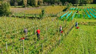 Weinlese im sonnigen Weinberg des Weinguts Hoop – Handarbeit und regionale Qualität aus Liechtenstein.
