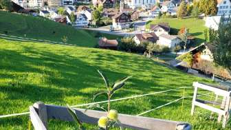 Kastanienbaum