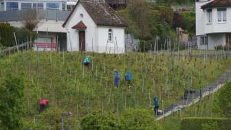 Rebberg beim Ernten